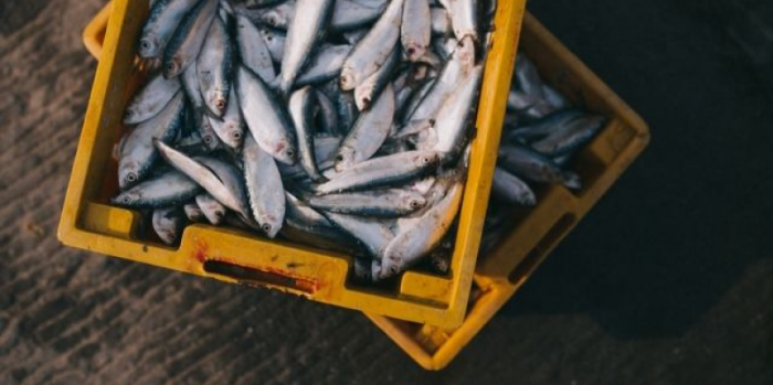Виды пластиковых ящиков для рыбы